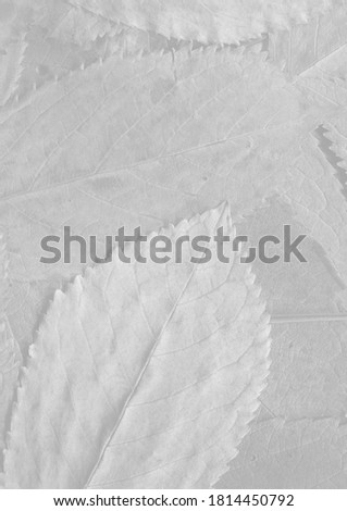White leaves background. Natural gray organic texture.