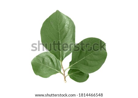 organic  branch of green leaves Persimmon (Diospyros)  isolated on white background. Royalty-Free Stock Photo #1814466548