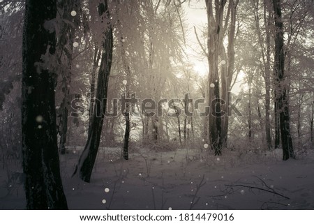 snowy forest with snow flakes in sunset light