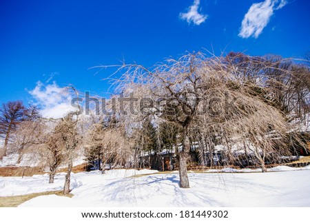Tree and snow at Japan