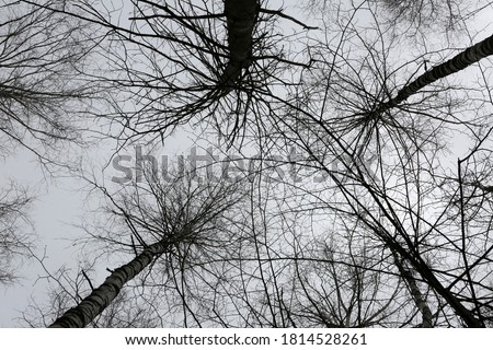 Silhouettes of trees on a background of gray sky in autumn