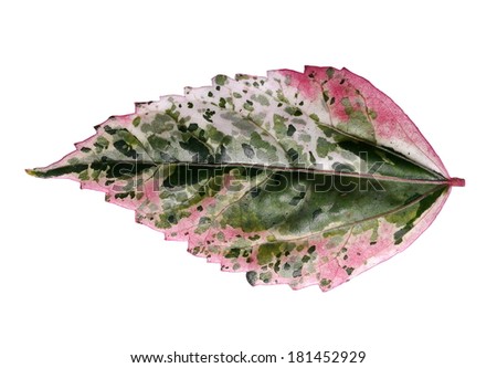 beautiful leaves isolated on white background.