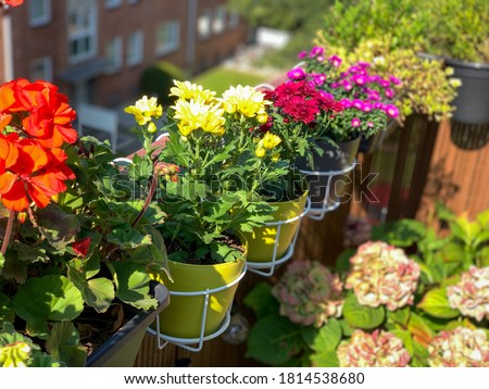 Pink red yellow blooming Chrysanthemum flowers in decorative flower pots white baskets hanging on balcony fence high angle view, floral wallpaper background with autumn balcony flowers Royalty-Free Stock Photo #1814538680