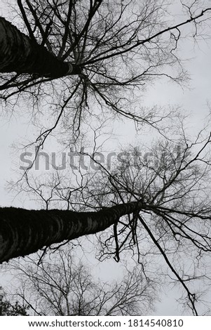 Silhouettes of trees on a background of gray sky in autumn