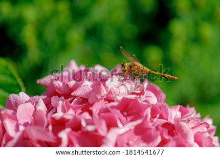 Selective focus of small yellow Dragonfly perching on Hydrangea, Bushes of colourful pink flowers in the garden with blur background.