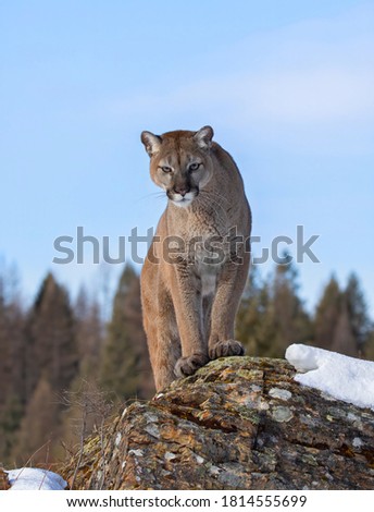 Cougar or Mountain lion (Puma concolor) walking through the mountains looking at camera in the winter snow.