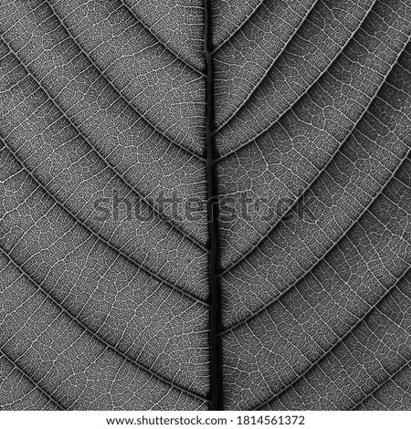 black and white leaf texture