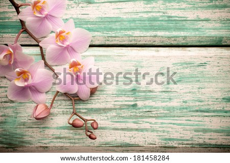 Pink orchid on a wooden background.
