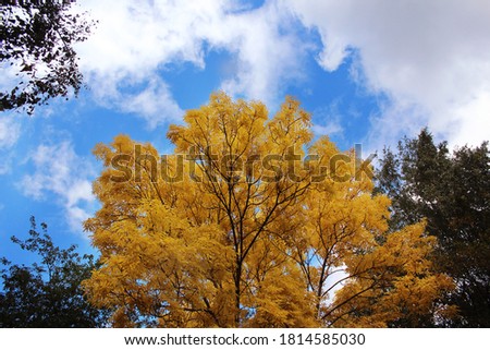 Autumn background. A tree with bright yellow foliage. Autumn tree against the blue sky. Background, design element, postcard.
