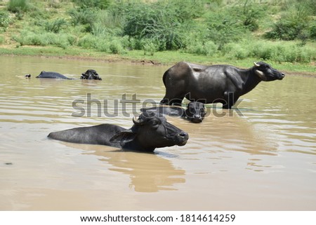 Group of buffalo bathing in pond. Greenery background.