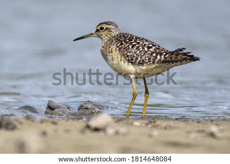 Water and bird. Sandpiper. Colorful nature background. Bird: Wood Sandpiper. 