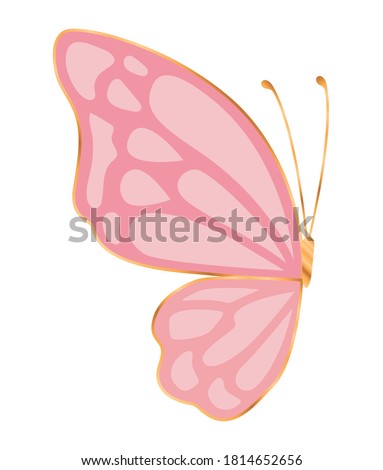 half pink butterfly design, Insect animal wings nature summer beauty fly and spring theme Vector illustration