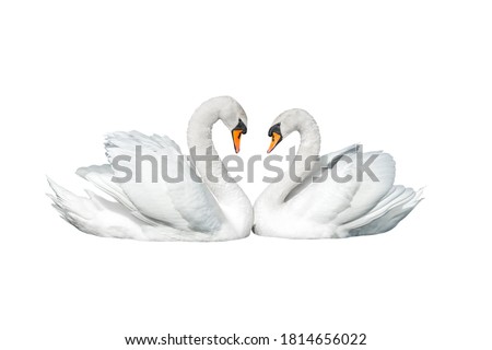 Two swans isolated on white background Royalty-Free Stock Photo #1814656022