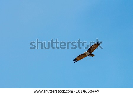 Brahminy kite flying in the blue sky.