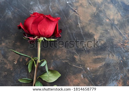 Red rose on dark background. Place for text. Copy space.