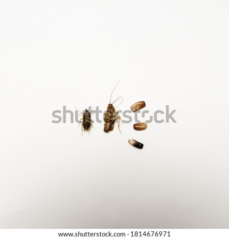 COCKROACH-LIFE-CYCLE Stock Photos and Images - Avopix.com