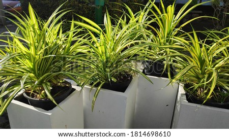 Fresh leaves spider plant or Chlorophytum comosum in pots.