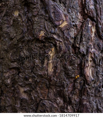 Brown tree brown wallpaper photo