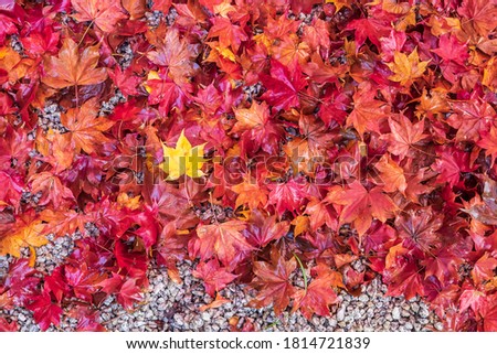 Colorful falling foliage in the garden, maple leaves natural color background banner for Autumn season, seasonal change, different and transition concept