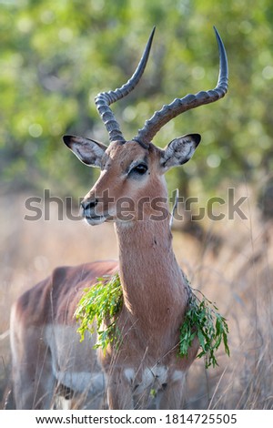 An funny picture of an Impala ram with a bush draped over his shoulders that resemble a scarf or shawl. 