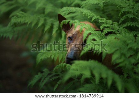dog peeks out of the leaves. Thai Ridgeback in nature, in the forest. mysterious look. close-up portrait