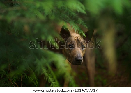 dog peeks out of the leaves. Thai Ridgeback in nature, in the forest. mysterious look. close-up portrait