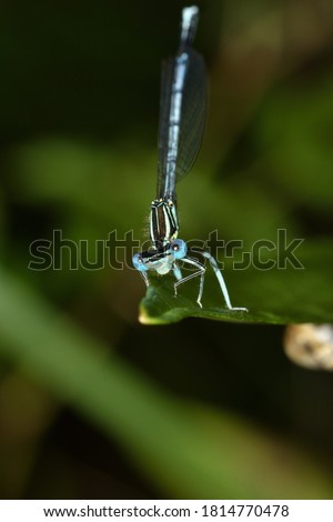 Macro photograph of an isolated specimen of the White-legged damselfly or Blue featherleg (Platycnemis pennipes) species standing motionless on a green leaf on a natural bokeh background.