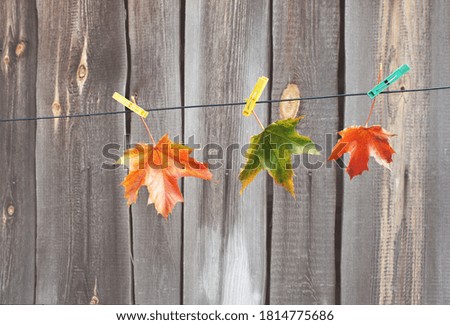 Colorful maple leaves on clothespins on a rope. Autumn composition on the background of a wooden wall.