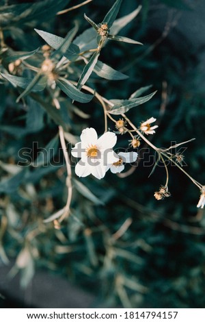 A yellow and white flower with green leaves as background