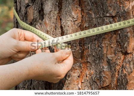 measuring the circumference of a tree with a meter. The concept of deforestation from an old and valuable stand