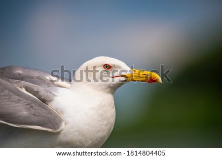 Seagull in Danube Delta , Romania