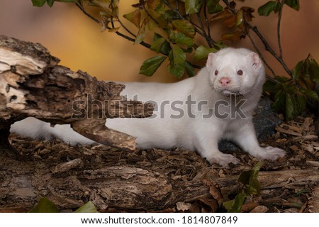 A White European mink or nerts from a fur farm in an autumn forest landscape Royalty-Free Stock Photo #1814807849