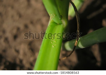 plant pests. onion tobacco thrips. Royalty-Free Stock Photo #1814808563