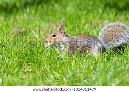 Portrait of an eastern gray squirrel (sciurus carolinensis) with a monkey nut in its mouth