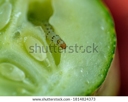 Close up cross section of cucumber with pickle worm inside.
