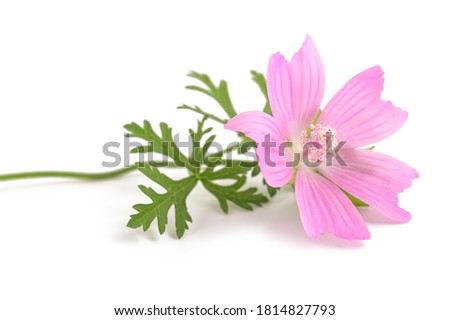 Greater musk mallow flowers isolated  on white background Royalty-Free Stock Photo #1814827793