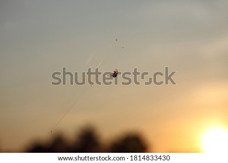 Spider on a cobweb in the rays of the setting sun
