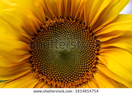 
sunflower closeup yellow petals summer