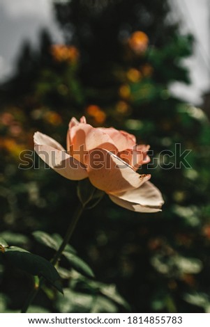 Moody rose surrounded by darkness blooming in the sun