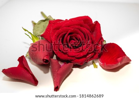 Bunch of red roses with water drops on a white background. The concept of Valentine's Day, wedding, Halloween. Design for greeting cards or posters. Rose is a symbol of love