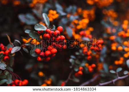 Group of tiny orange pyracantha berries with green leaves  - photo with selective focus