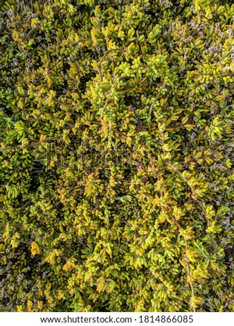 Yellowy green succulent ground cover