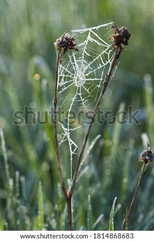 Frosty cobweb stretched between the stems and the spider

