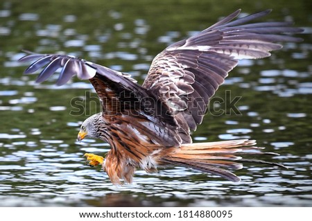 The red hawk flies above the surface of the water looking for prey and keeps its sharp claws ready