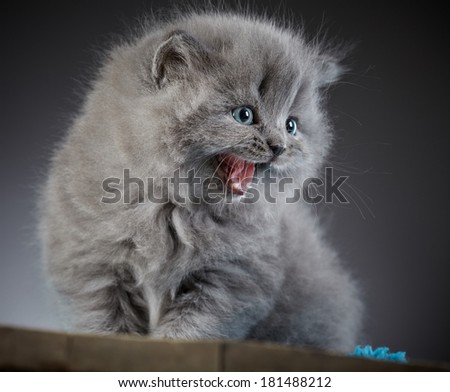 portrait of grey british long hair kitten 