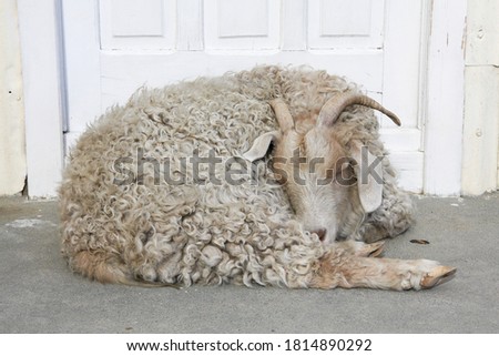 Sheep sleeping on the doorstep on a ranch in Patagonia, Argentina