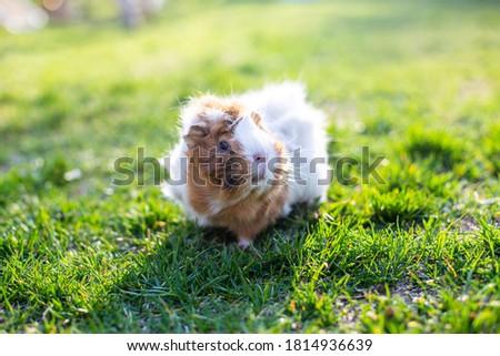 guinea pig walks in fresh green grass and eating. cavy Cute pet on walk