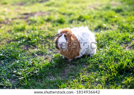 guinea pig walks in fresh green grass and eating. cavy Cute pet on walk