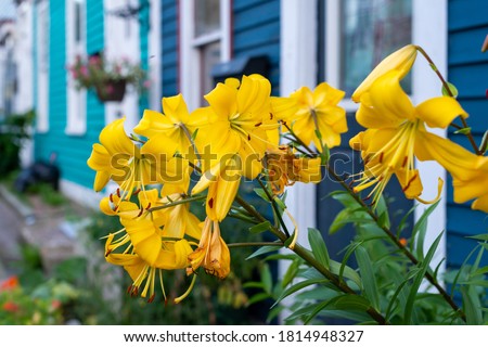 Brightly colored yellow blossom flowers in a flower box attached to a bright blue house.  There's a mailbox on the exterior wall along with a flower pot. The windows in the houses have white trim.