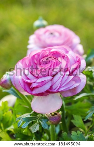 Pink Persian Buttercup Flower (Ranunculus asiaticus)